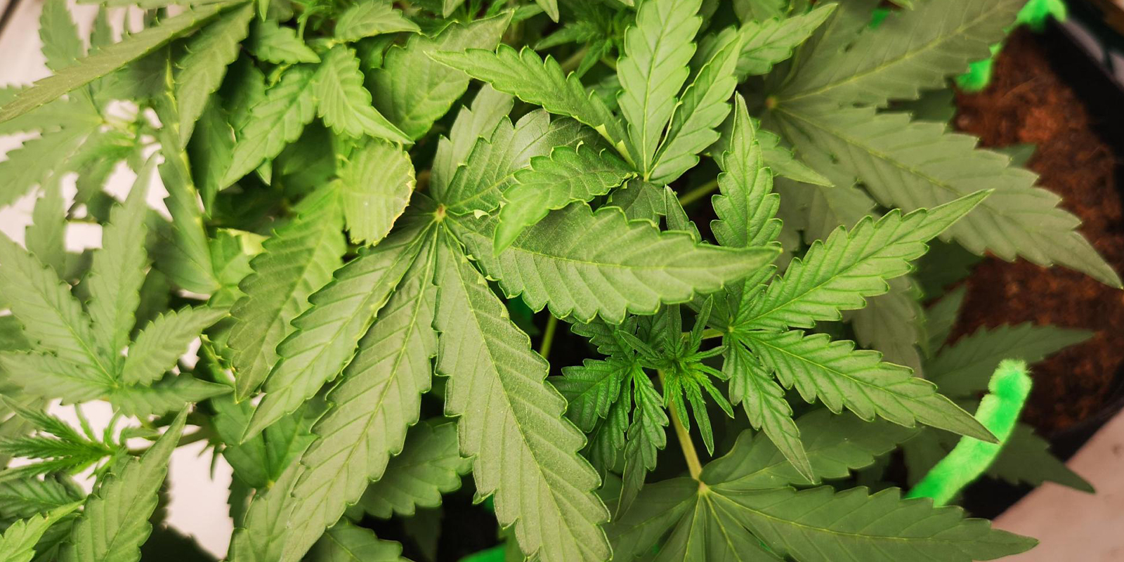 Leaves curling up? Time to straighten things out