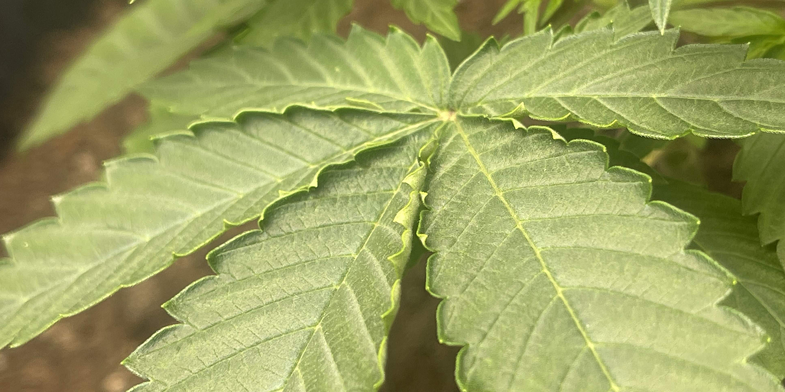 Low humidity or high VPD