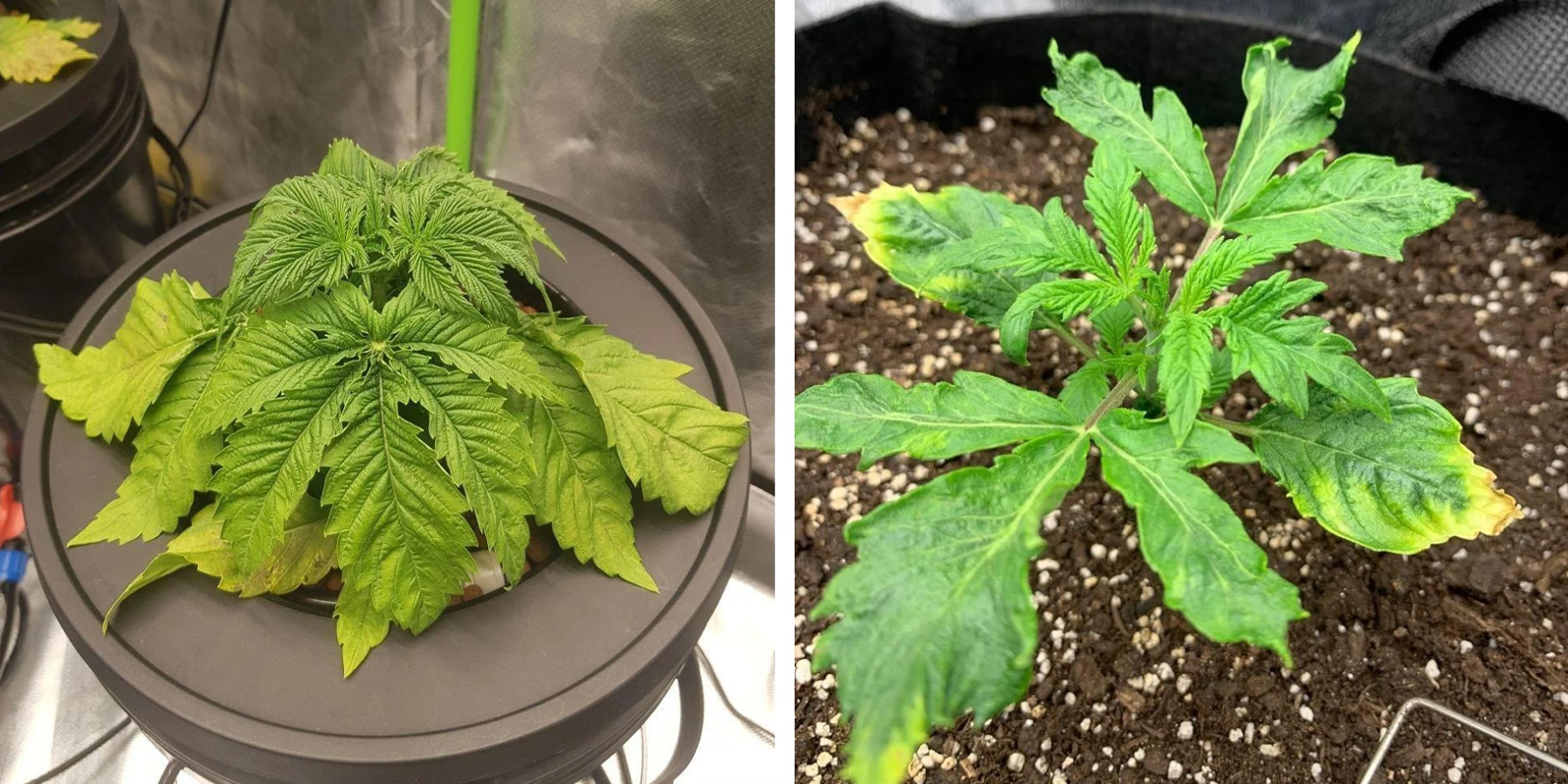 Overwatering and root stress