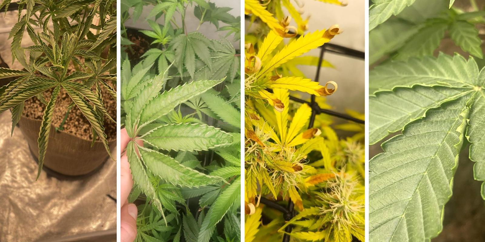 Visual symptoms to spot