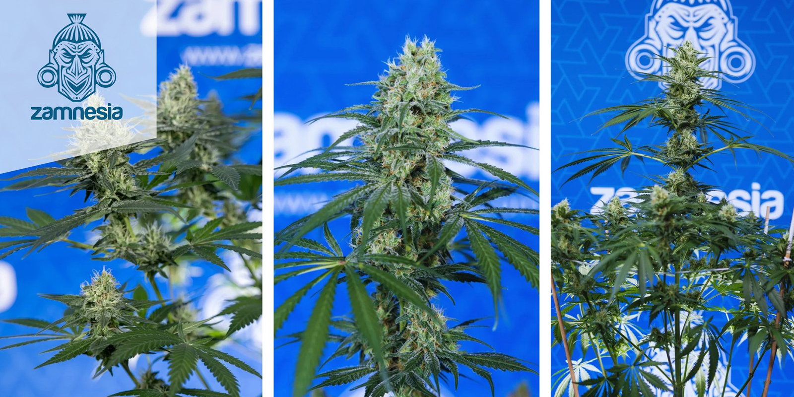 2. Blue Dream (Zamnesia Seeds)