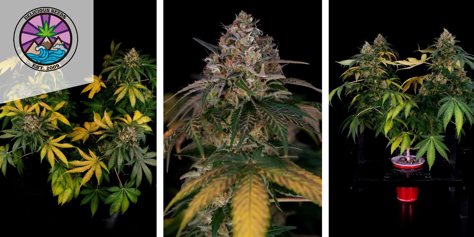 6. Honeybells (Delicious Seeds)