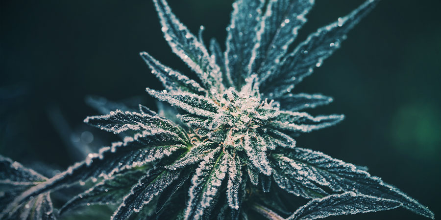 cannabis too cold