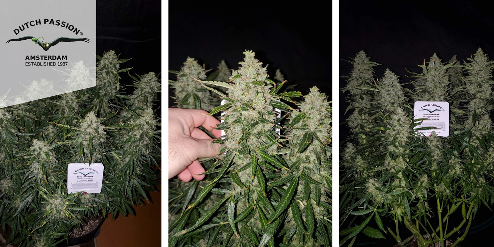 Auto Ultimate (Dutch Passion) feminized