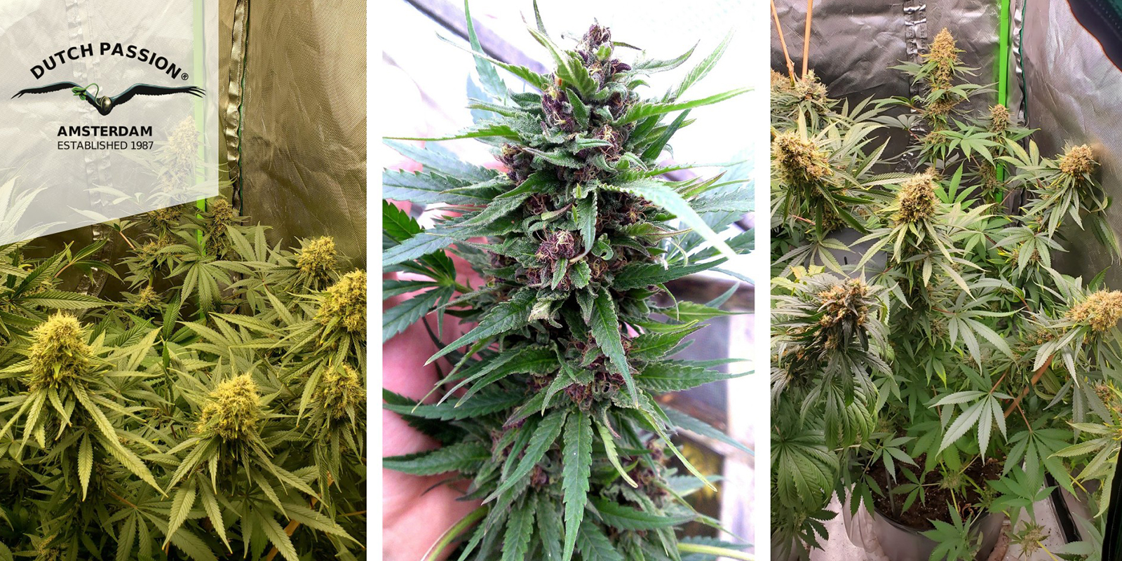 Frisian Dew (Dutch Passion) feminized