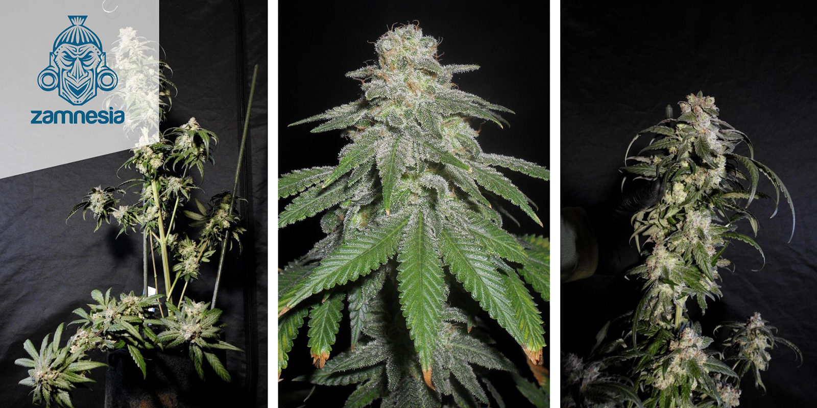 White Widow Feminized (Zamnesia Seeds) feminized