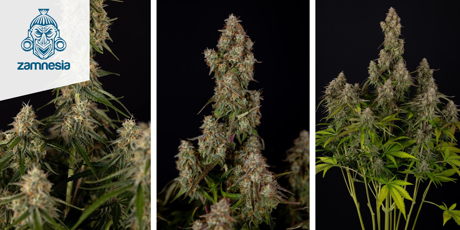 Wurlz F1 Autoflower (Zamnesia Seeds) feminized