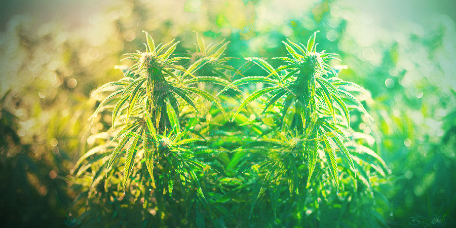 HOW TO CHOOSE THE RIGHT CANNABIS STRAIN IN GERMANY