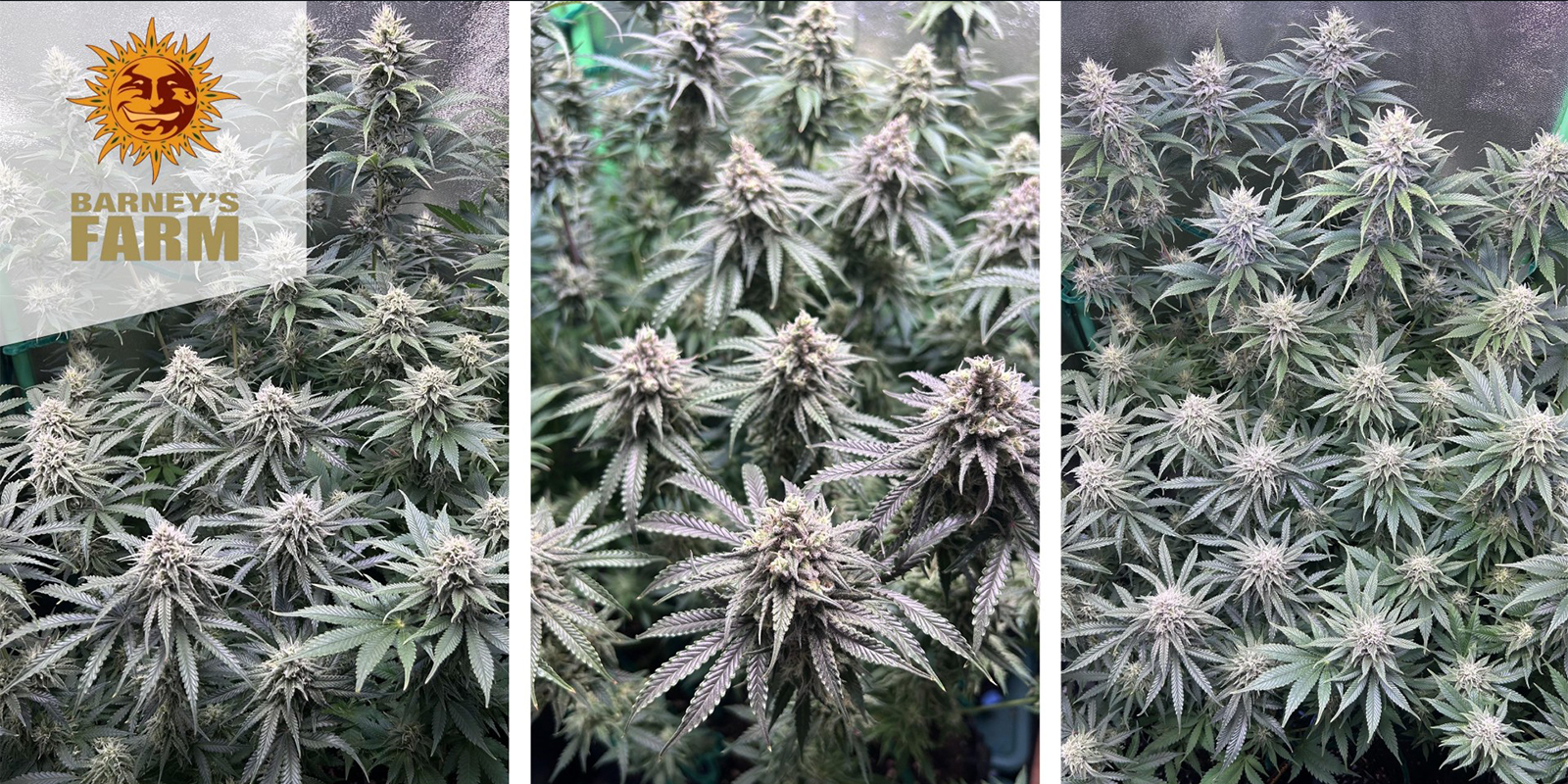 Critical Kush (Barney's Farm) feminized