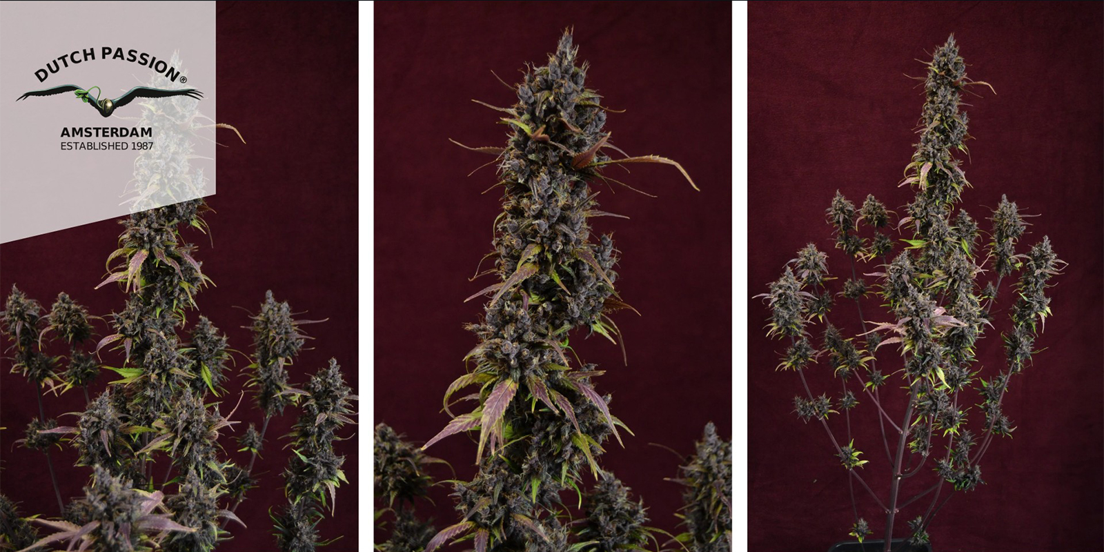 Auto Blackberry Kush (Dutch Passion) feminized