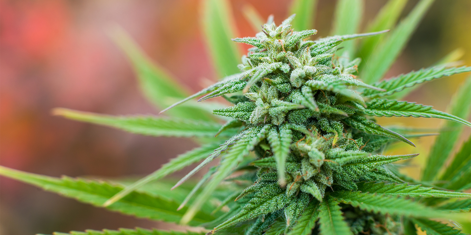 Practical tips for outdoor growing in France