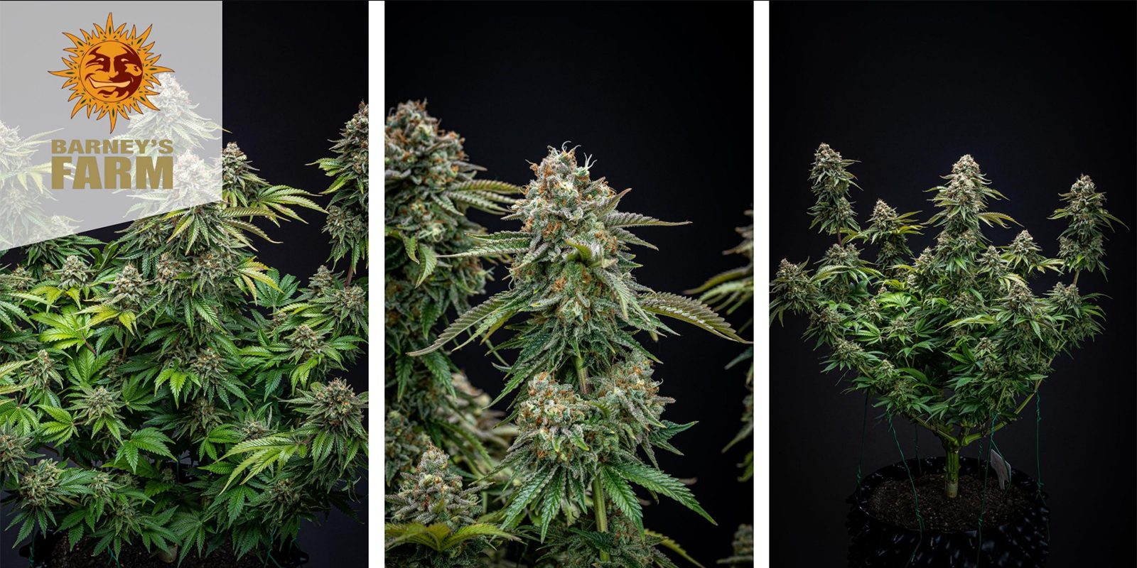 Zkittlez OG Auto (Barney's Farm) feminized