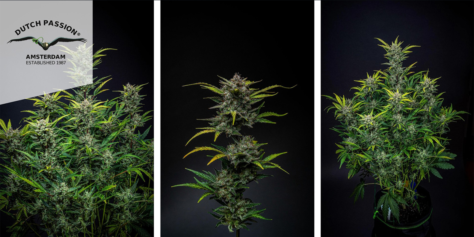 Auto Blueberry (Dutch Passion) feminized