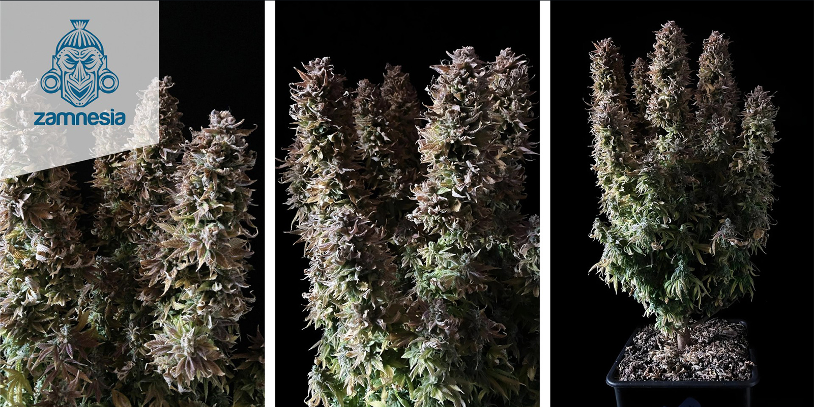 Panama Red (Zamnesia Seeds) feminized 