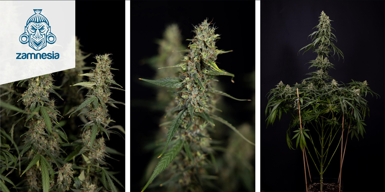 Tropicana Cookies (Zamnesia Seeds) feminized