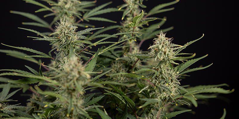 Fast Buds CBD Auto 20:1