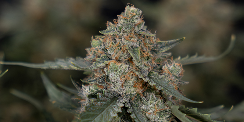 Sir Jack Auto Pure CBD