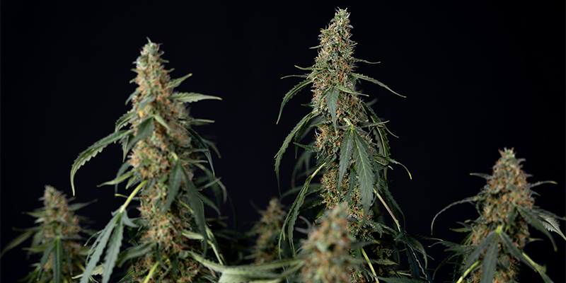 CBD ACDC