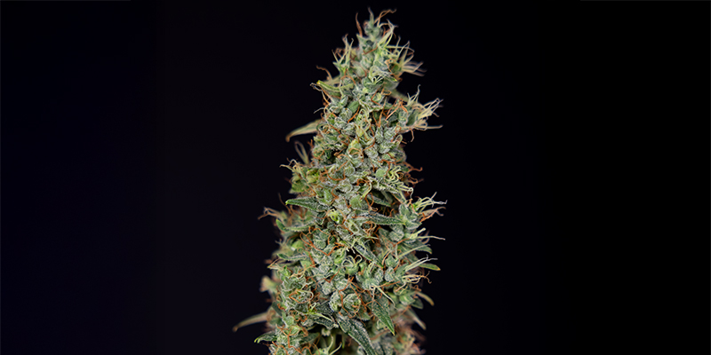 Kush N Cookies CBD