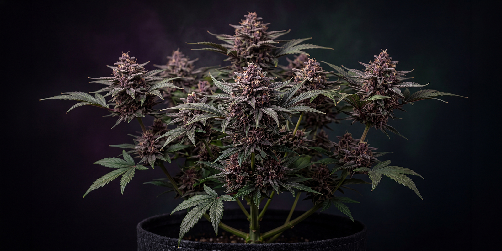 CBD Auto Blackberry Kush