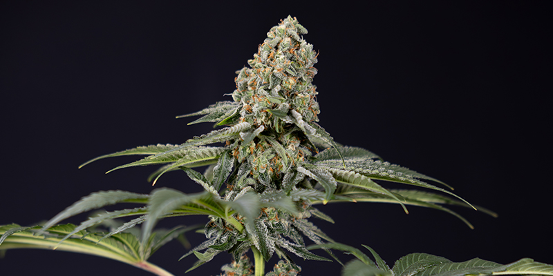 TNT Kush CBD