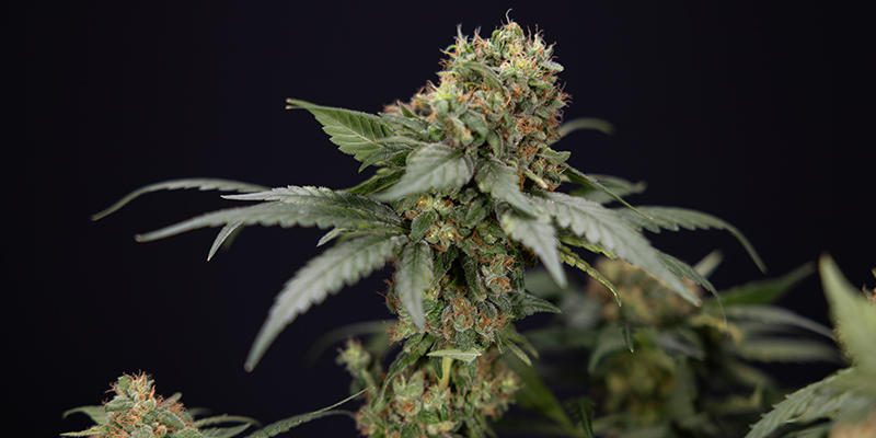Choosing the right CBD strain for your setup