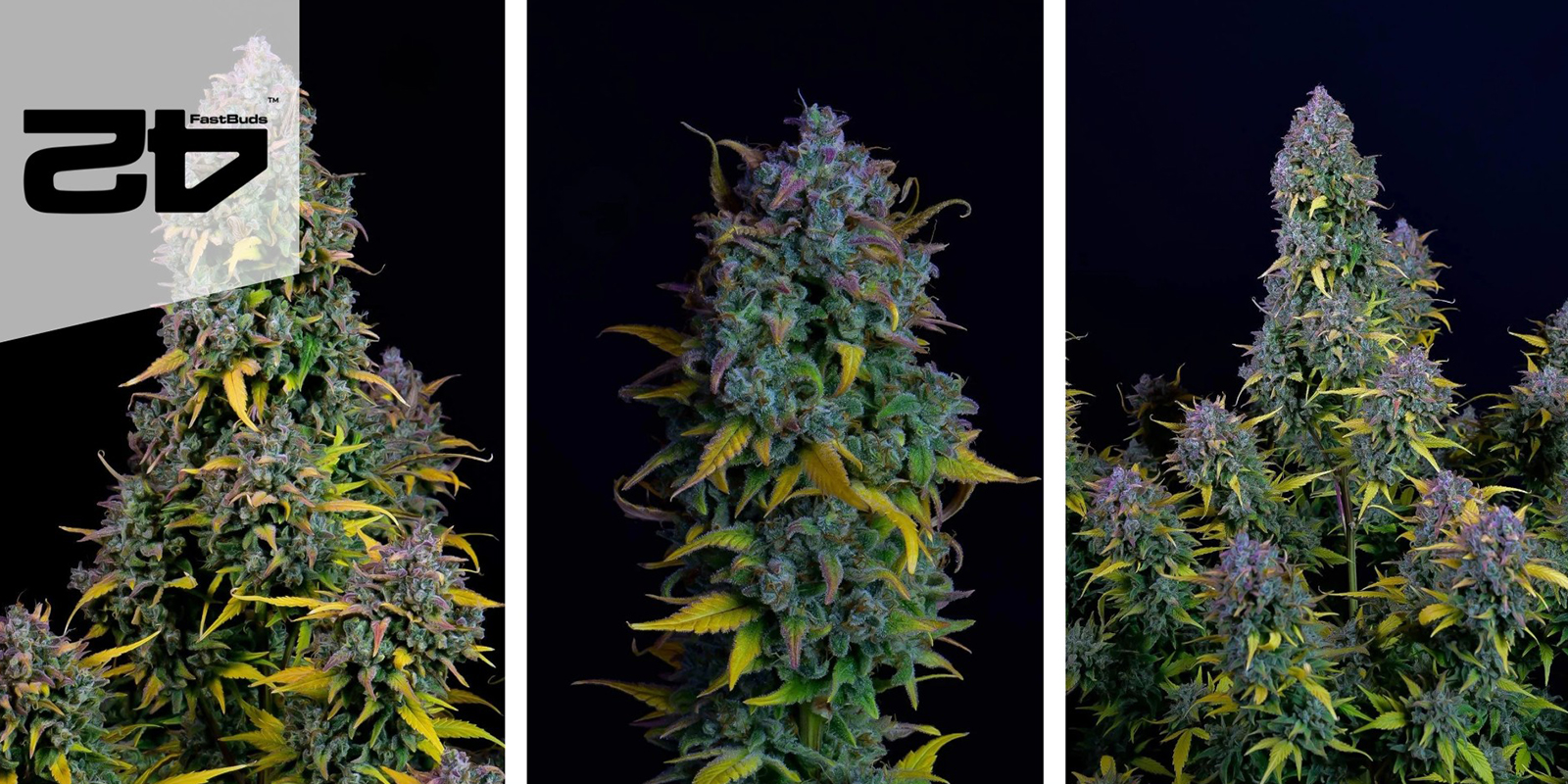 Gelato Auto (FastBuds) feminized