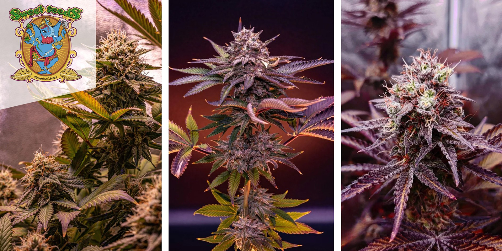 Sweet Mandarine Zkittlez F1 Fast Version (Sweet Seeds) feminized