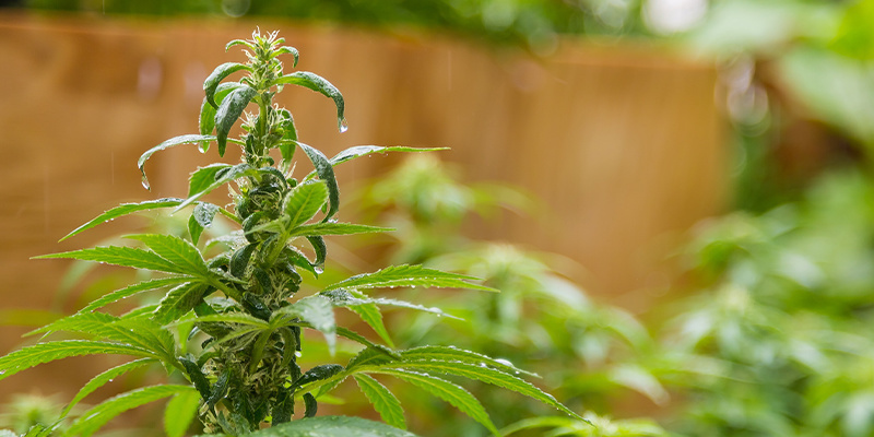 Grow with confidence in the Dutch outdoors