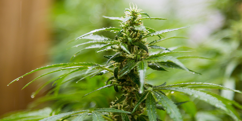 Understanding the Dutch climate: Grow strong, healthy cannabis outdoors