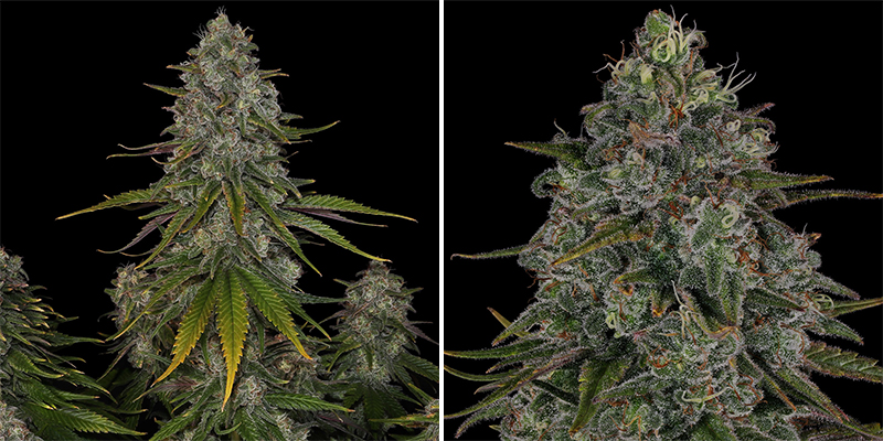 Strawberry Cough (Dutch Passion)