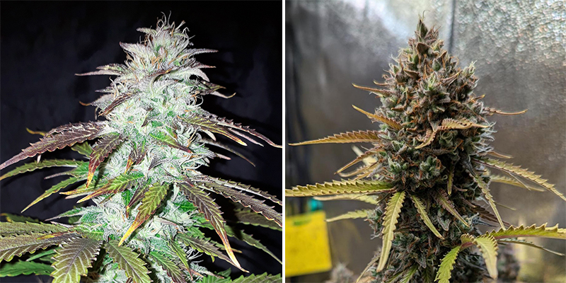 Blueberry (Zamnesia Seeds)