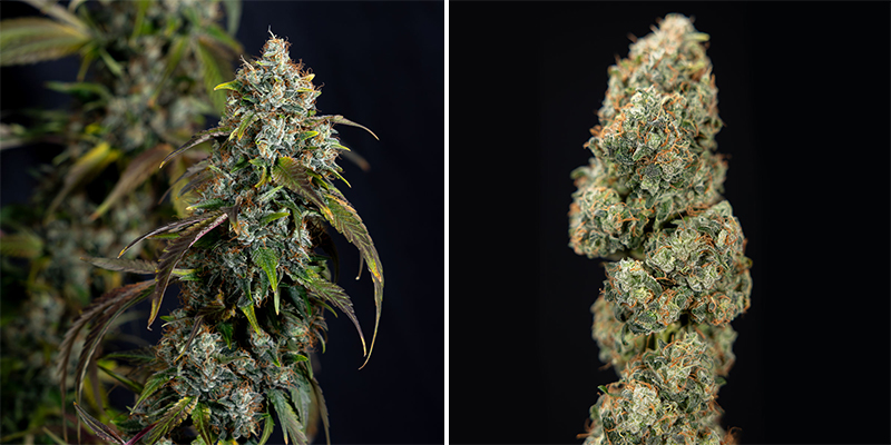 Cream Mandarine - F1 Fast Version (Sweet Seeds)