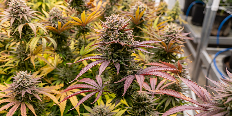 Fruit Spirit (Royal Queen Seeds)