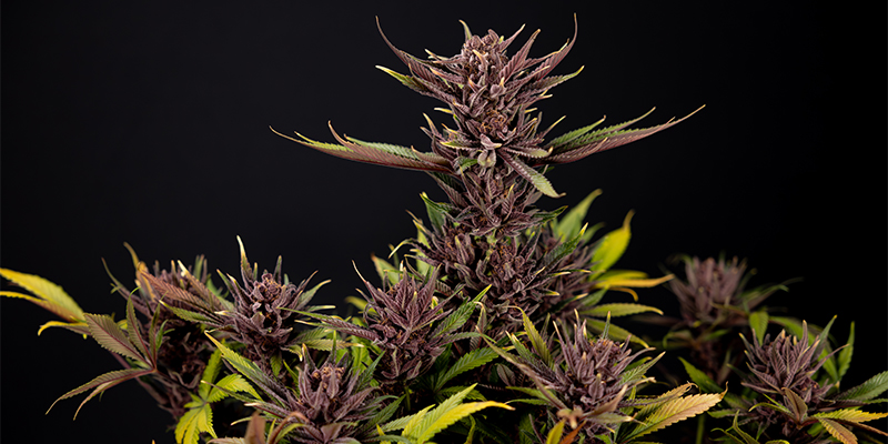 Purple Urkle (Pyramid Seeds)
