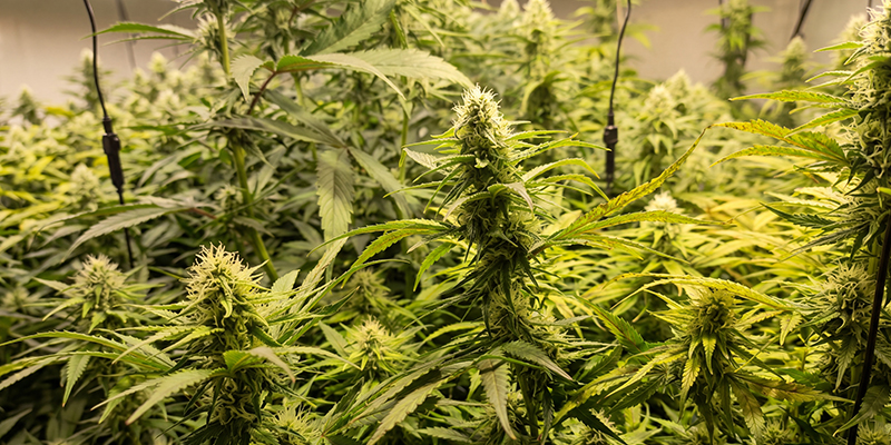 Critical Jack Herer (Delicious Seeds)