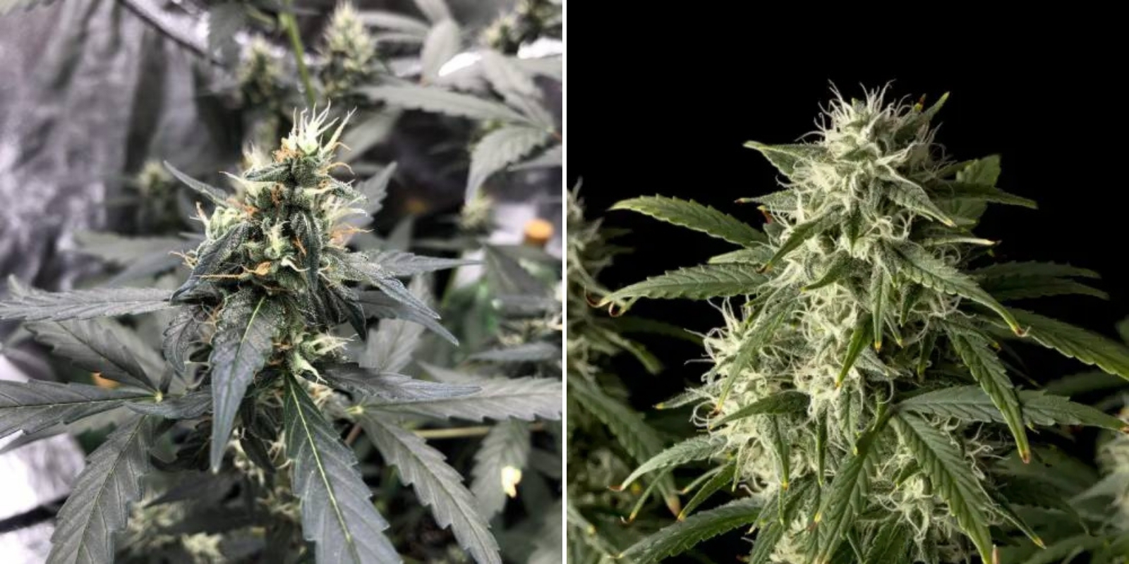 Auto Blueberry (Dutch Passion)
