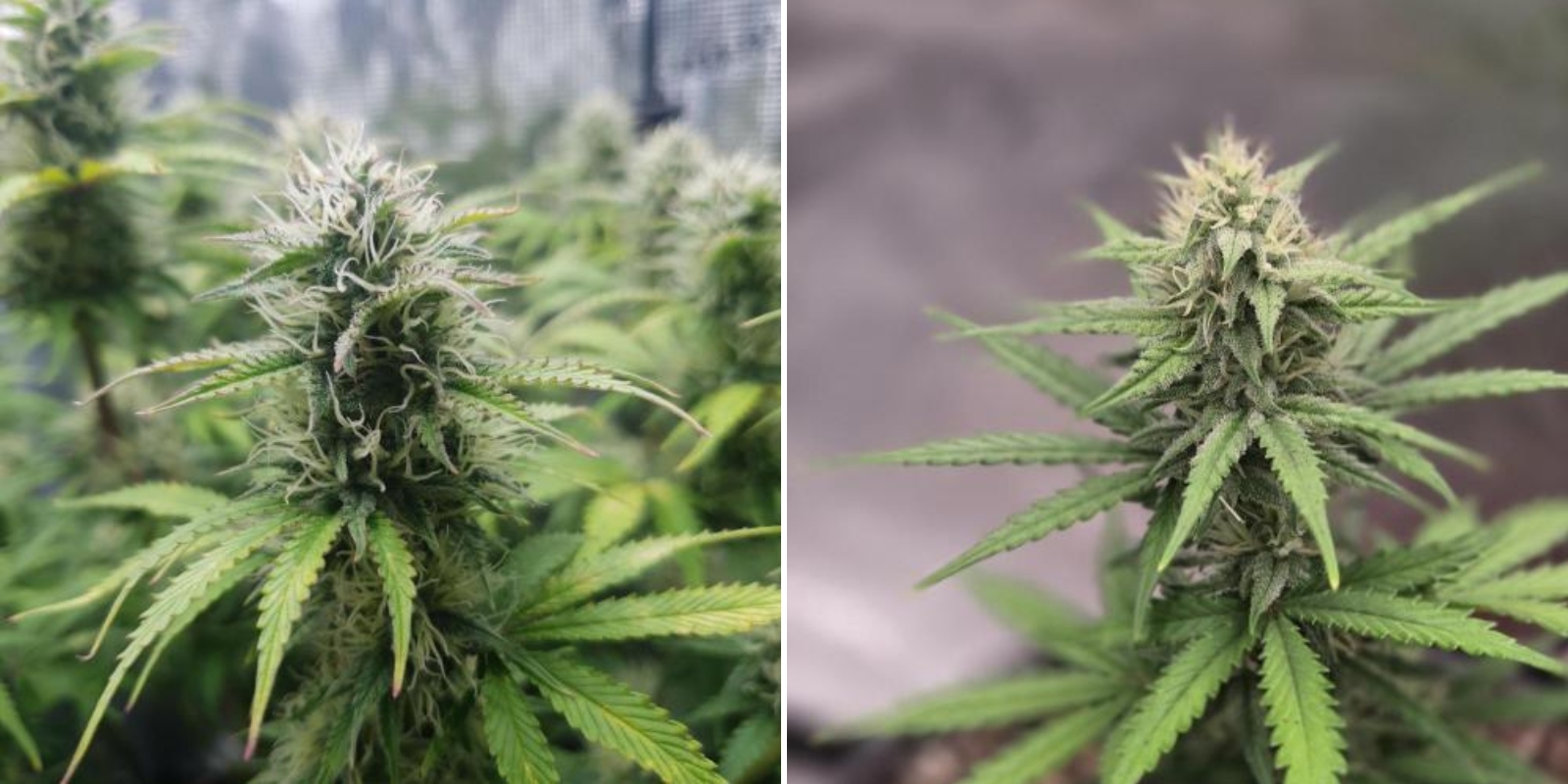 Autoflowering vs photoperiod seeds for beginners