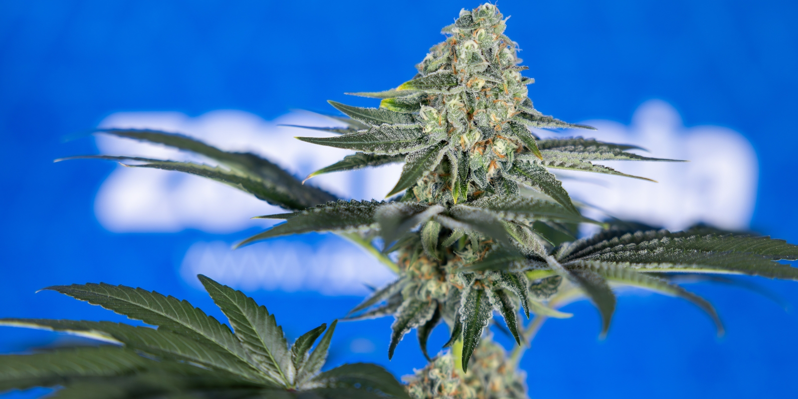 Beginner grow tips for your first harvest