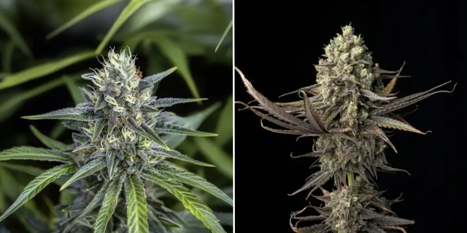 Blue Dream (Blimburn Seeds)