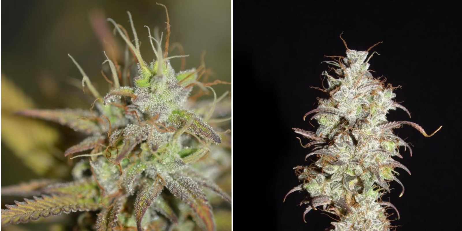 Critical Jack (Silent Seeds)