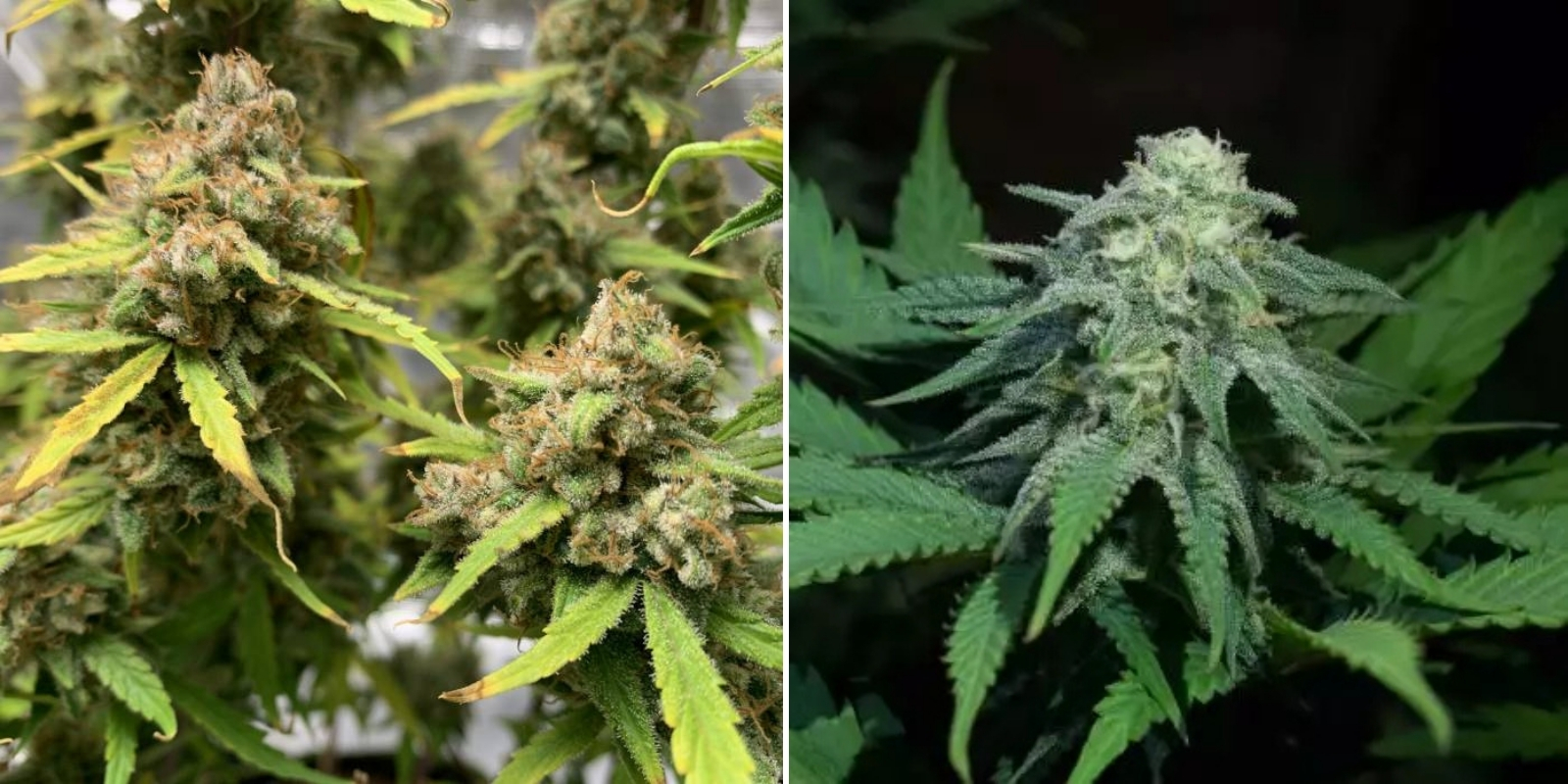 Green Poison Auto (Sweet Seeds)