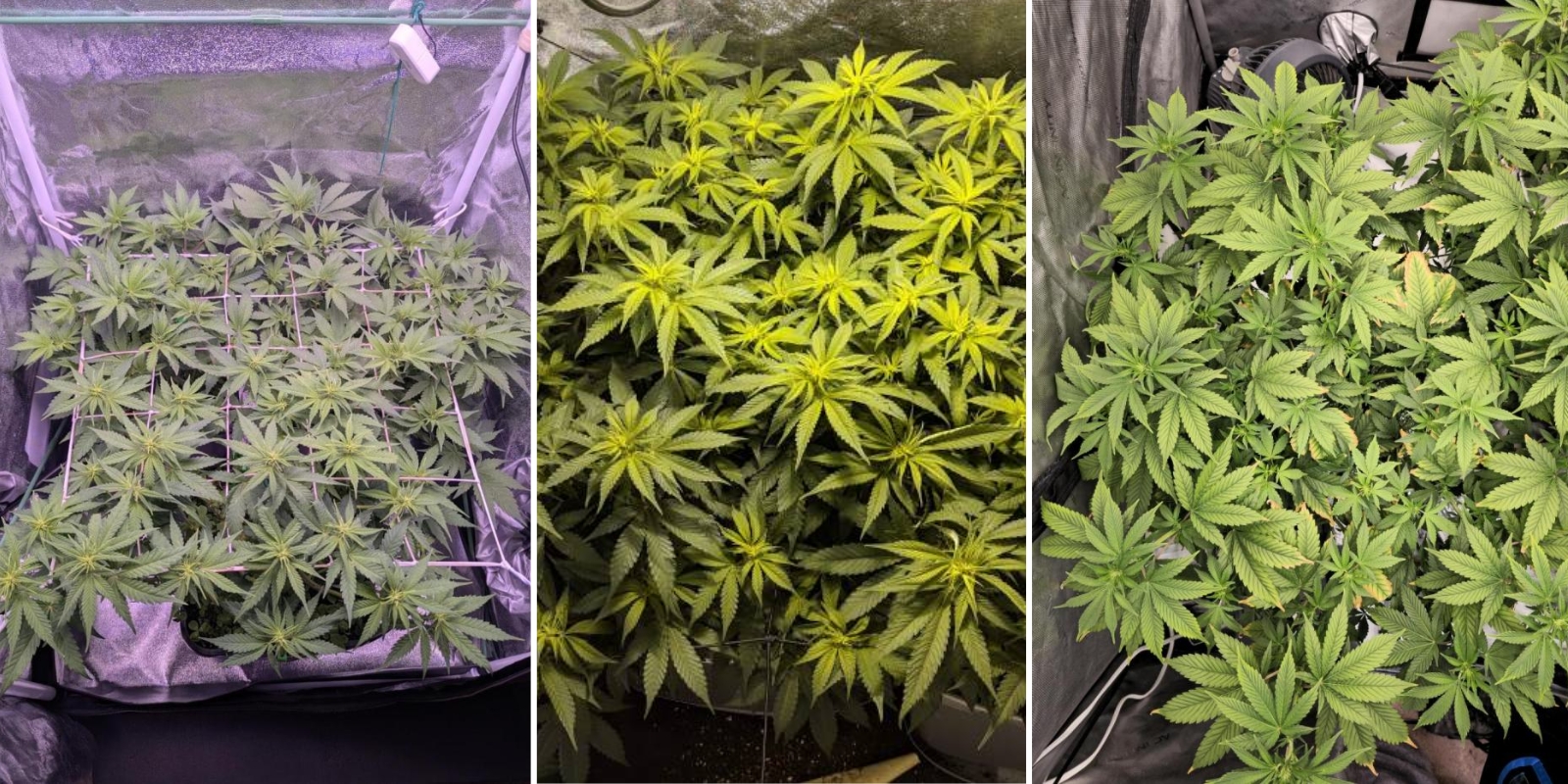 Indica, sativa, and hybrids: Is there a difference in grow difficulty?