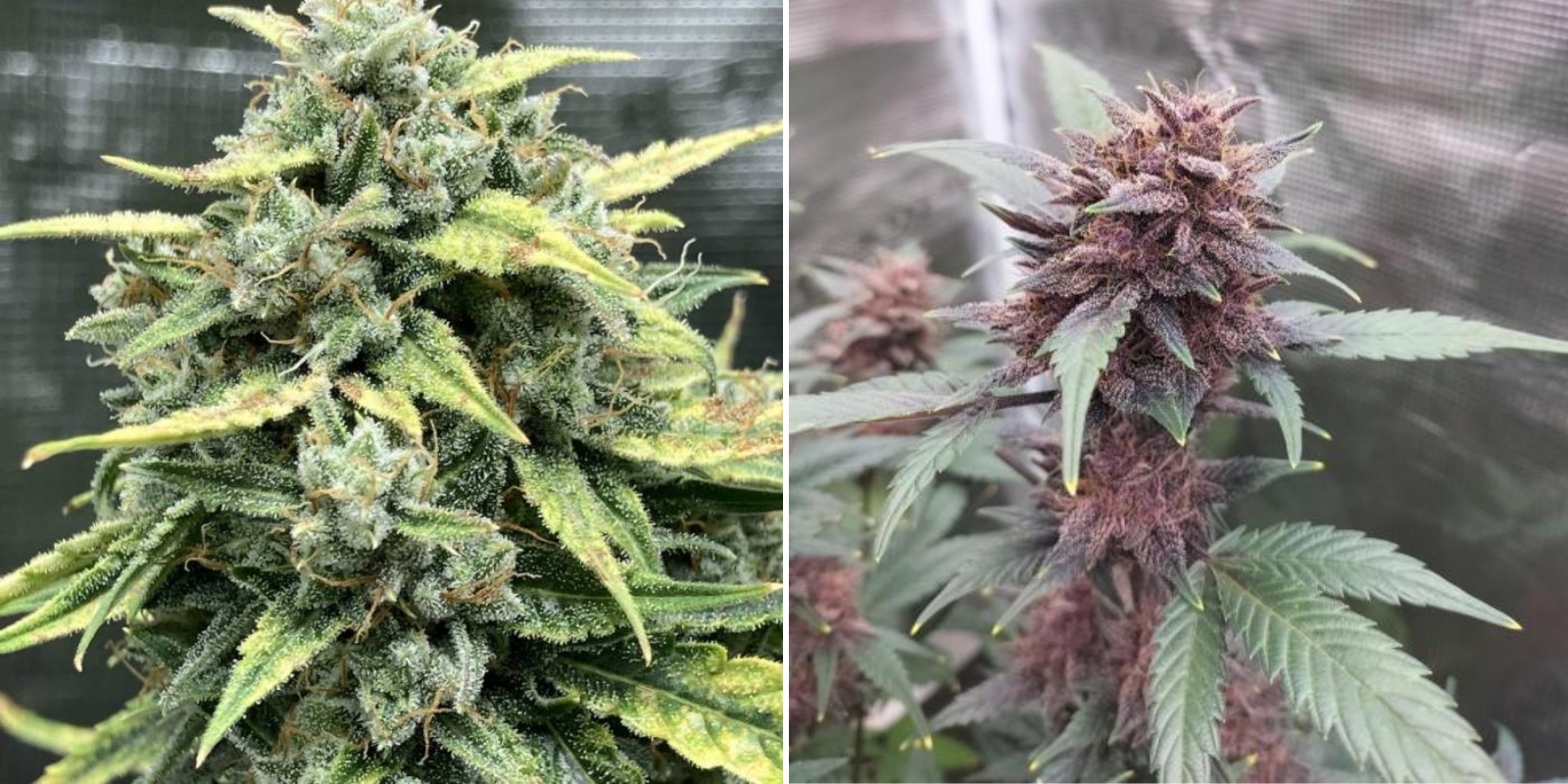 LSD Auto (Barney's Farm)