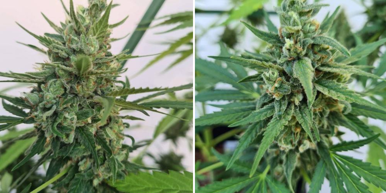 Northern Ligjts Automatic (Zamnesia Seeds)