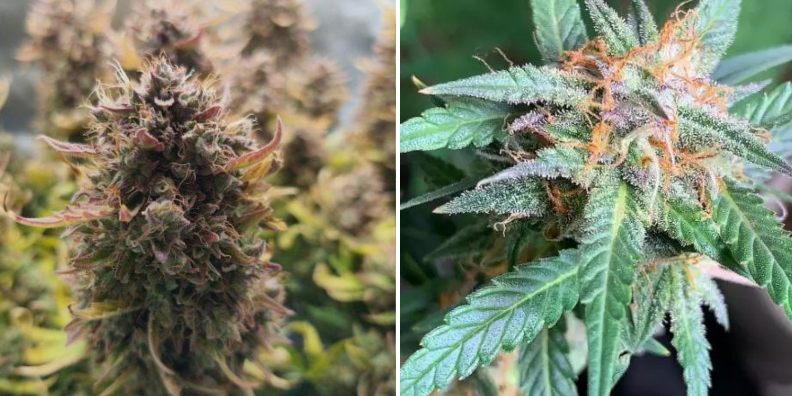Quick One (Royal Queen Seeds)
