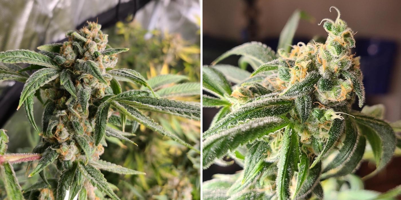 Special Kush 1 (Royal Queen Seeds)