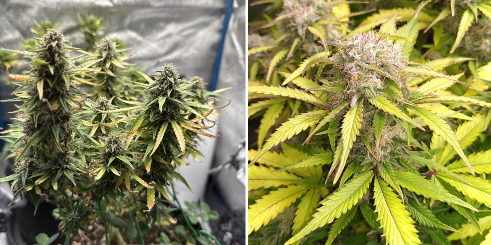 White Widow (Zamnesia Seeds)