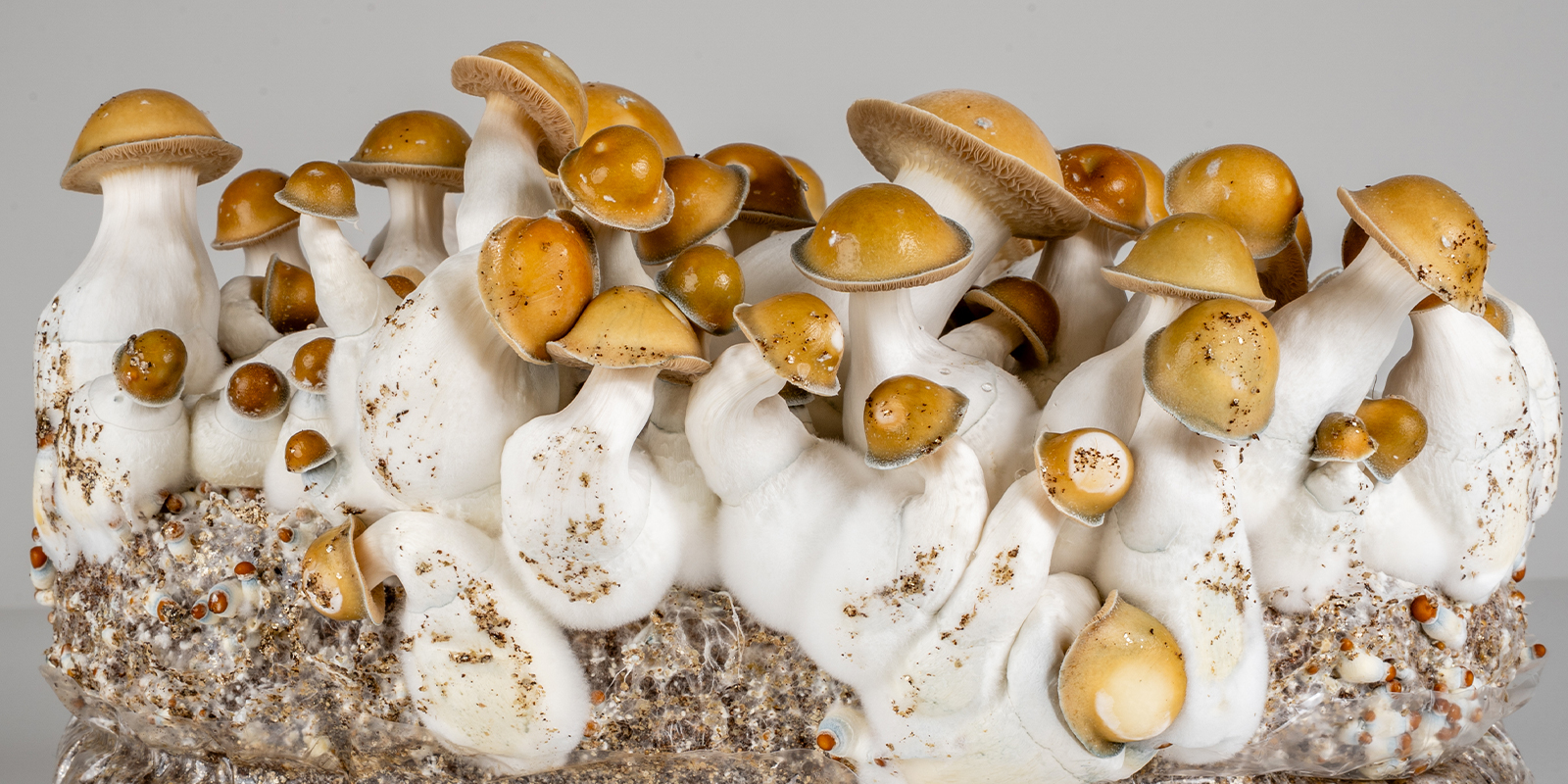 How safe are magic mushrooms? How safe are magic mushrooms?
