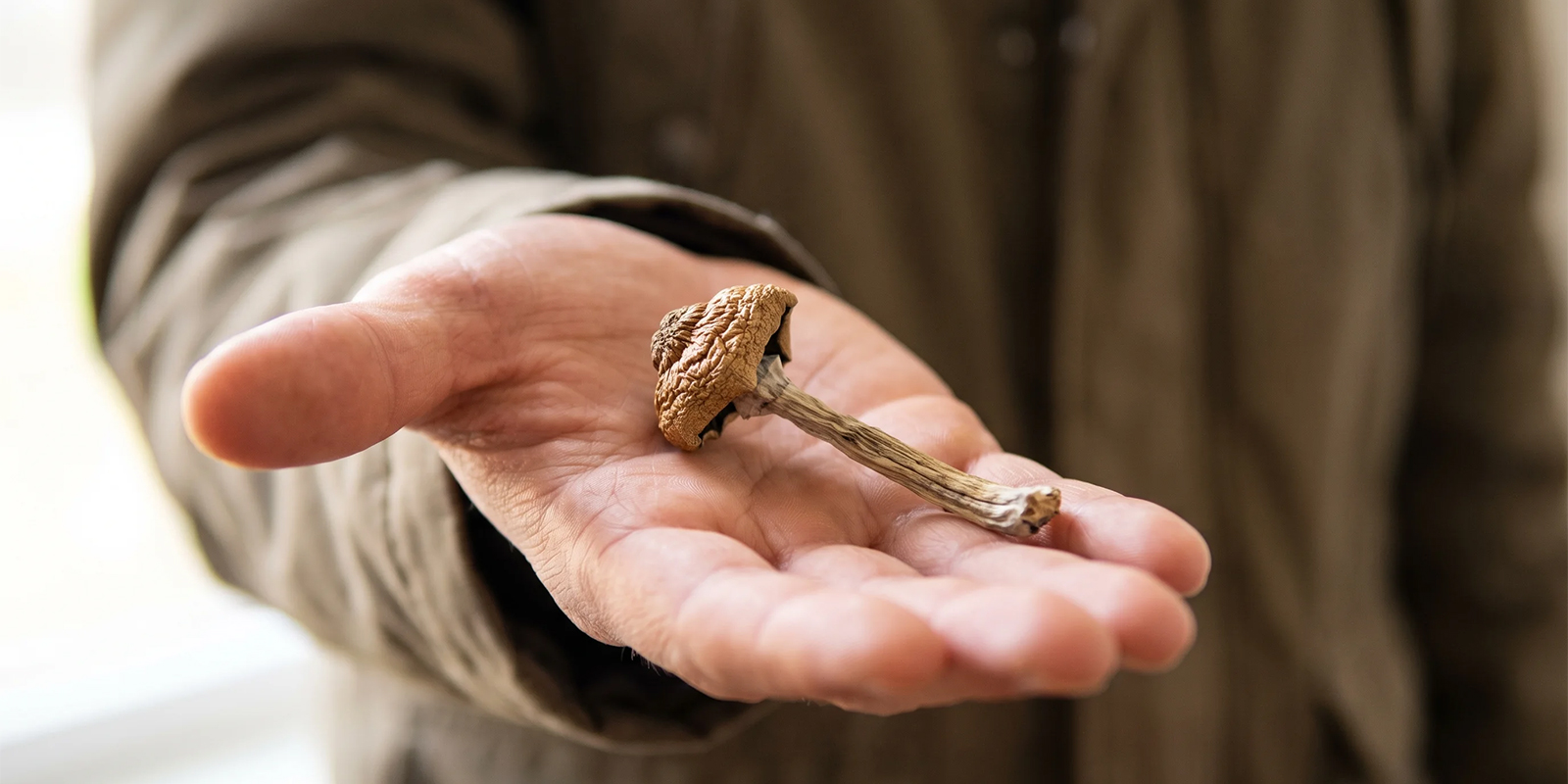 So are magic mushroms the safest recreational drug?